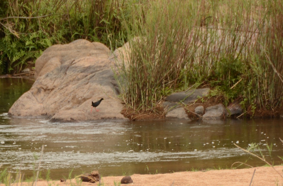 Black Crake - ML643653722