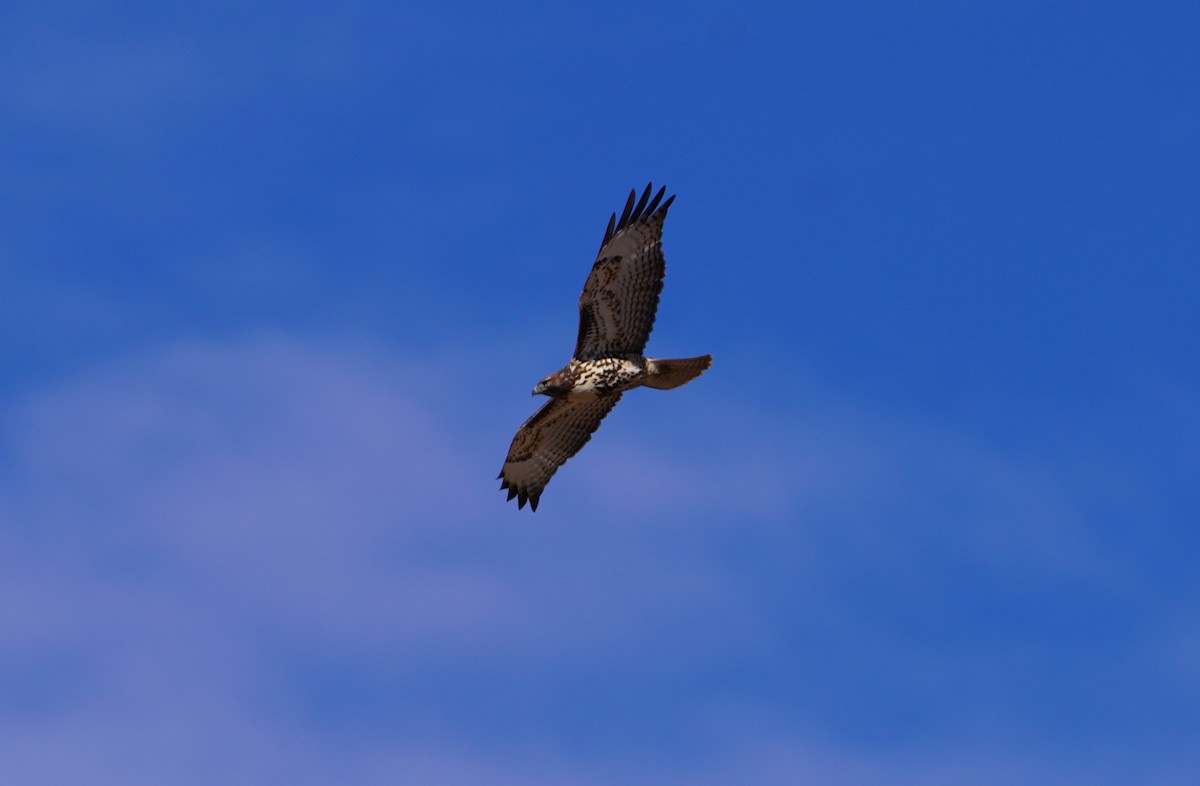 Red-tailed Hawk - ML643653726