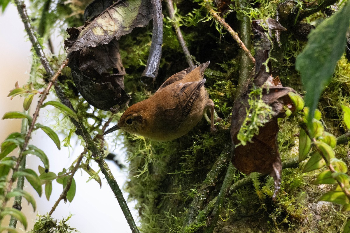 Ochraceous Wren - ML643653731