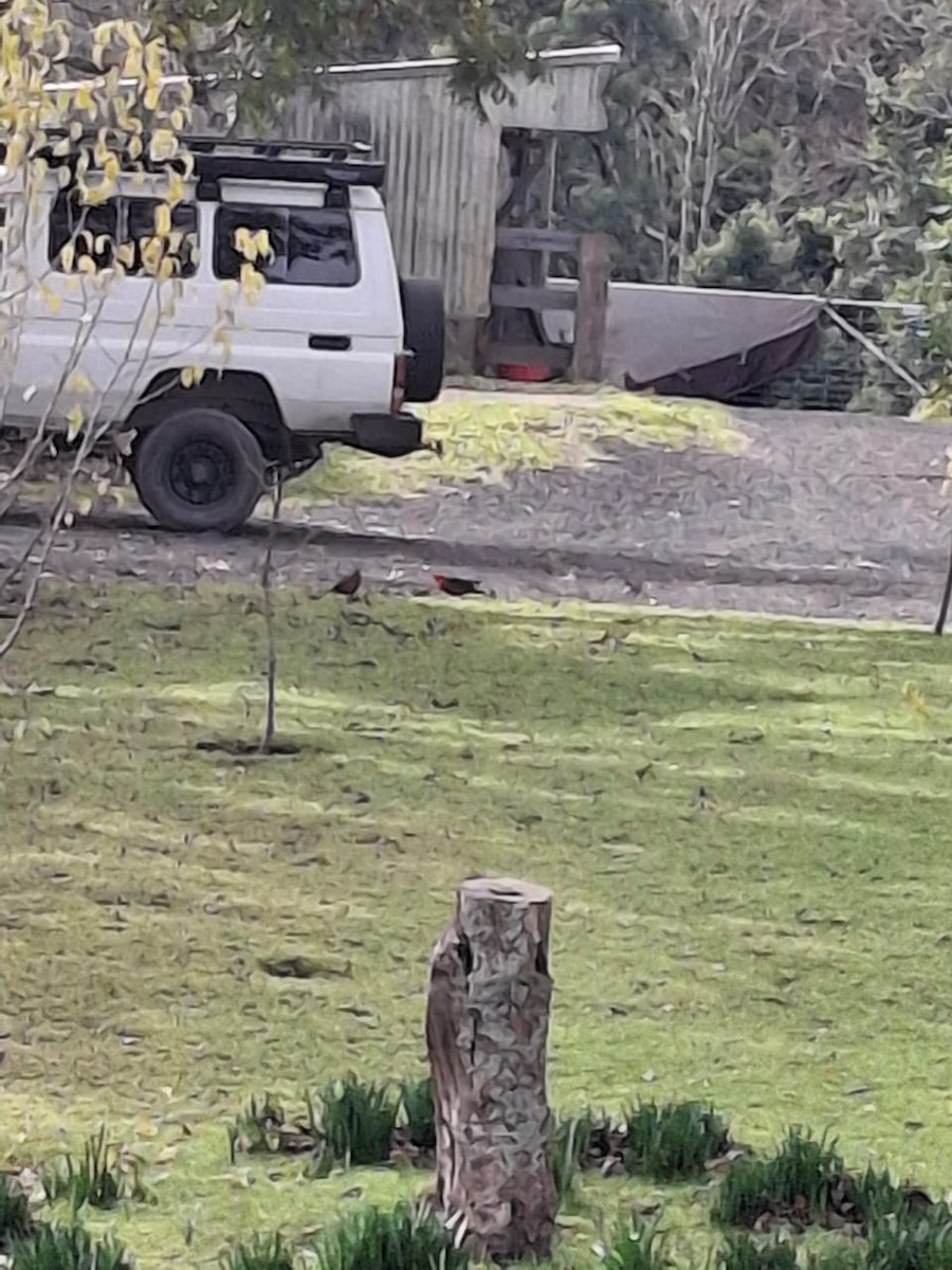 Australian King-Parrot - ML643653736