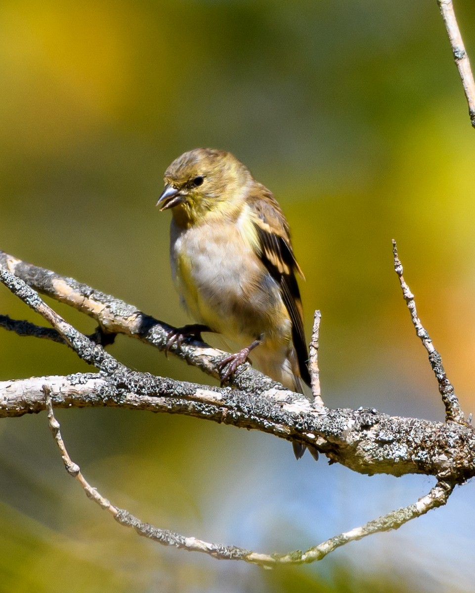 American Goldfinch - ML643653737