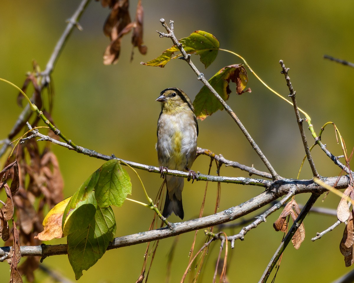 American Goldfinch - ML643653738
