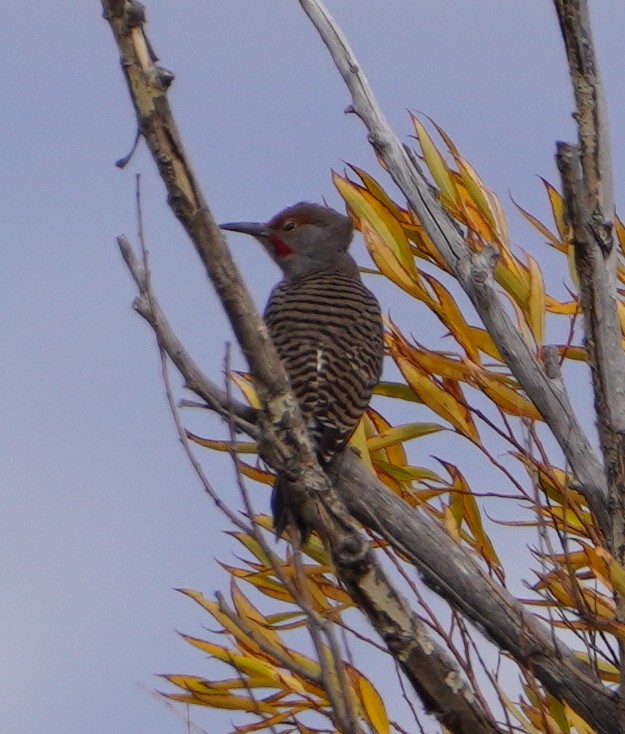 Northern Flicker - ML643653746