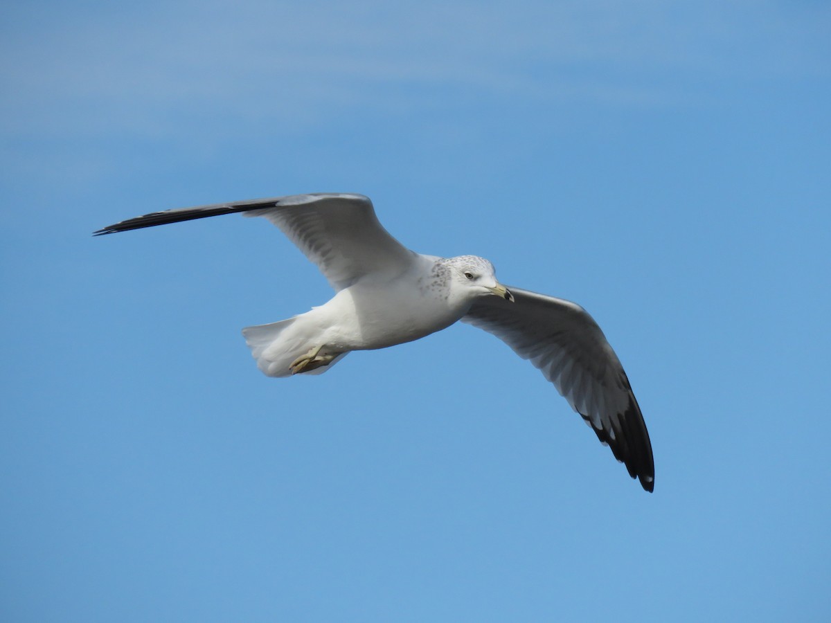 Ring-billed Gull - ML643653747