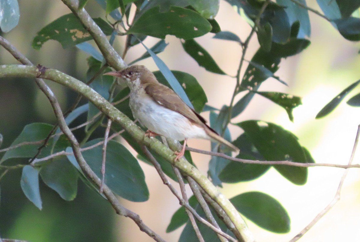 Brown-backed Honeyeater - ML643653759