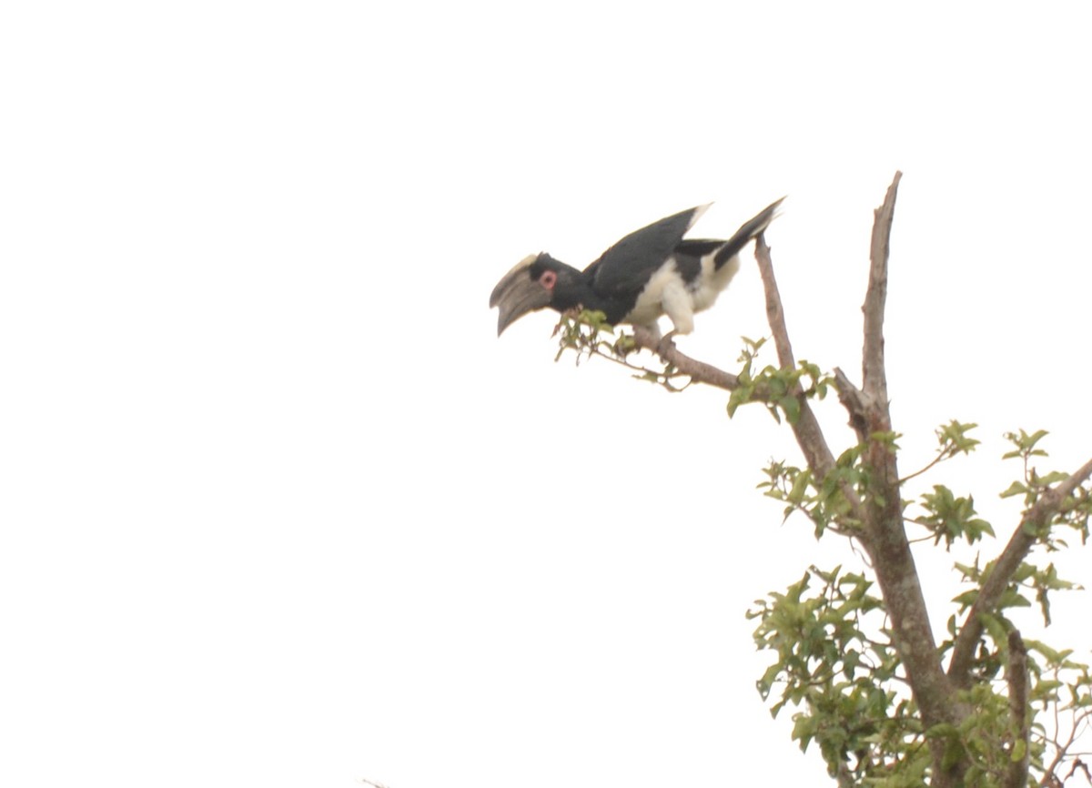 Trumpeter Hornbill - ML643653770