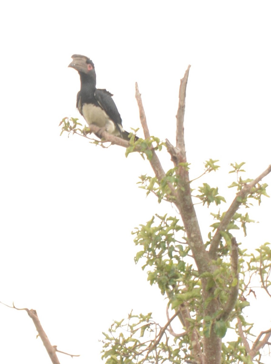 Trumpeter Hornbill - ML643653771