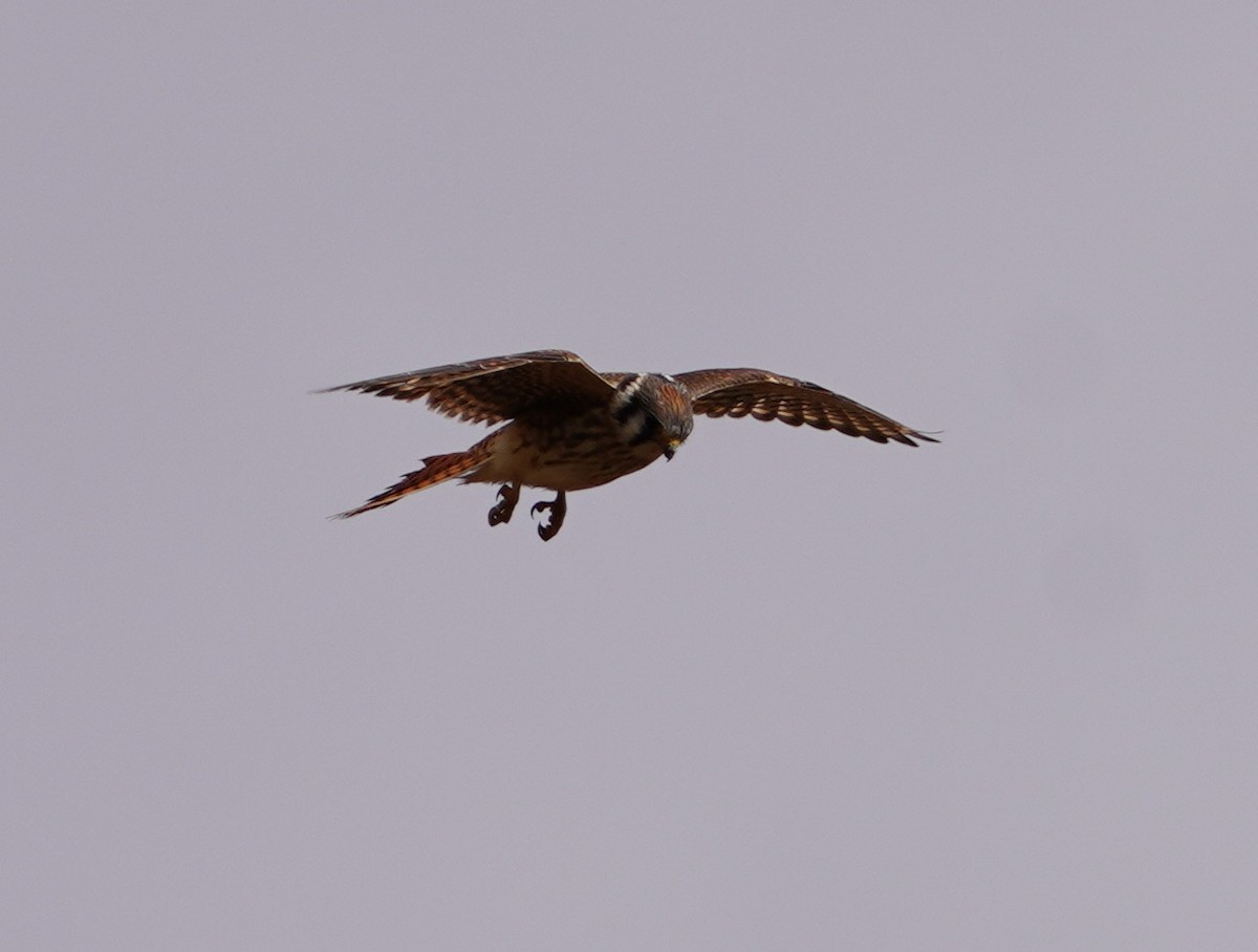 American Kestrel - ML643653781