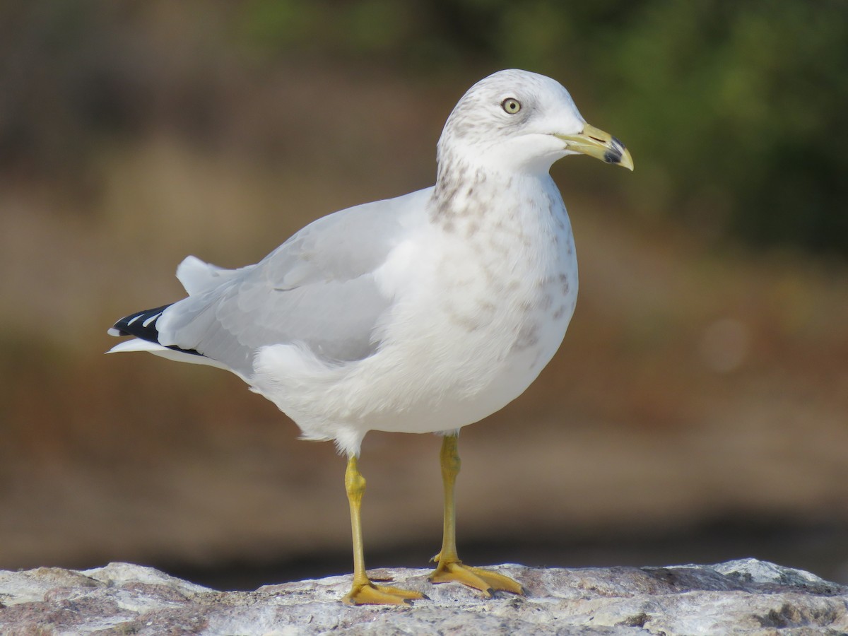 Ring-billed Gull - ML643653786