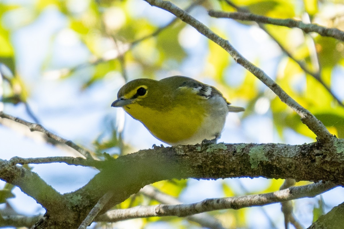 Yellow-throated Vireo - ML643653792