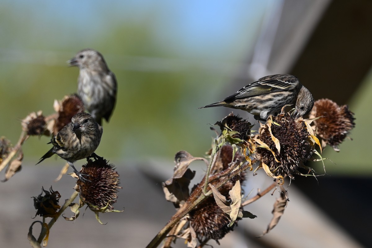 Pine Siskin - ML643653795