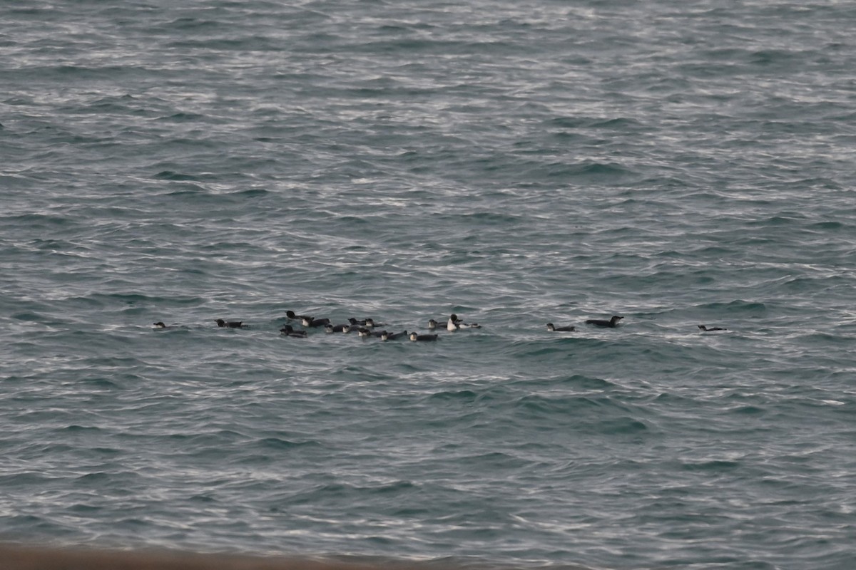 Little Penguin - ML643653807