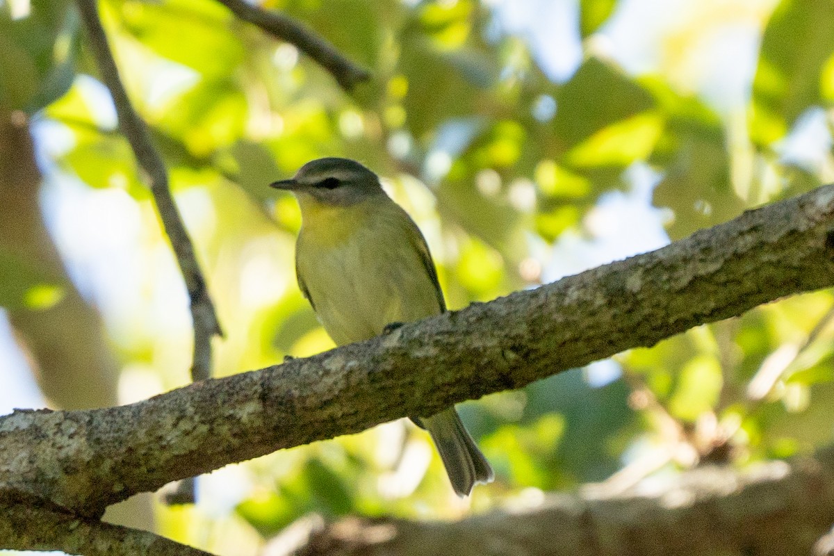 Philadelphia Vireo - ML643653810