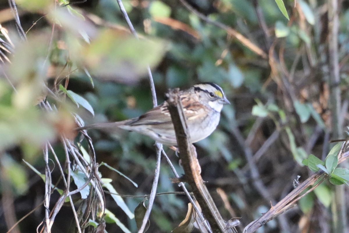 White-throated Sparrow - ML643653811