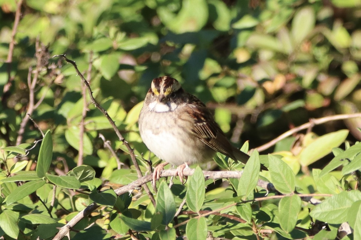 White-throated Sparrow - ML643653812