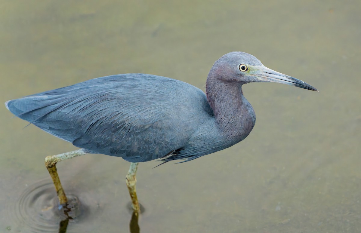 Little Blue Heron - ML643653814
