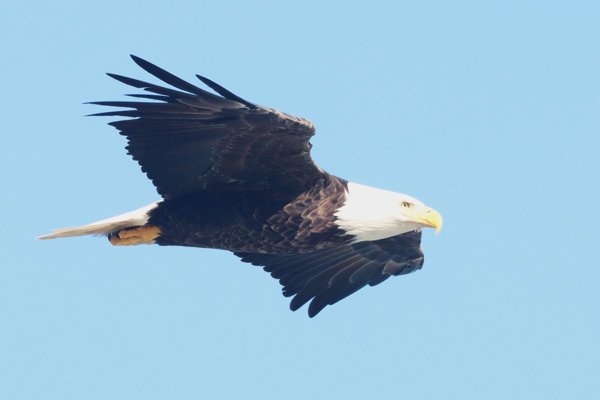 ハクトウワシ - ML643653831