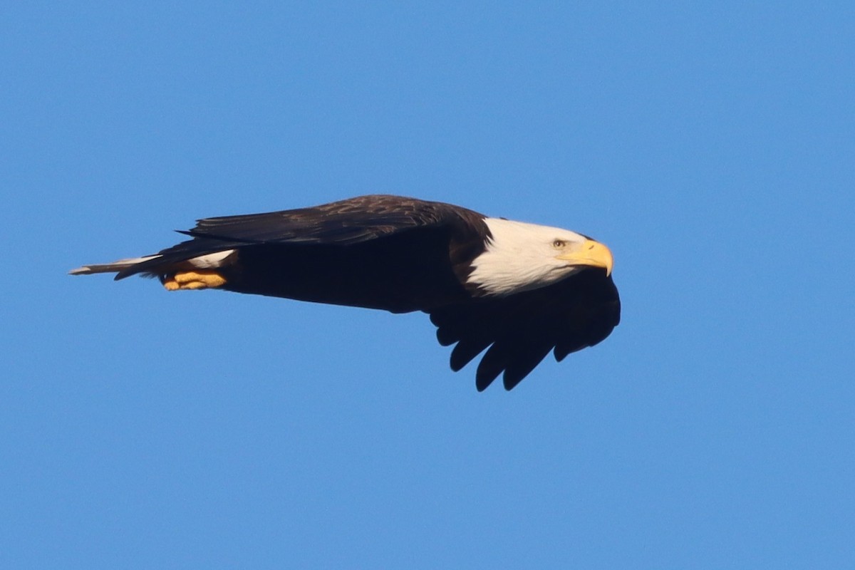 ハクトウワシ - ML643653833