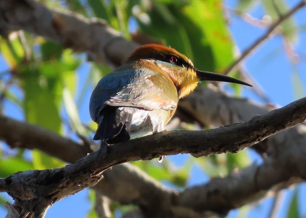 Rainbow Bee-eater - ML643653843
