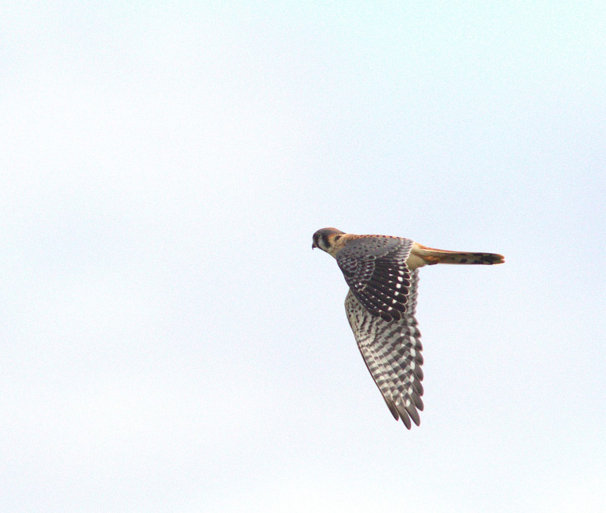 American Kestrel - ML643653846