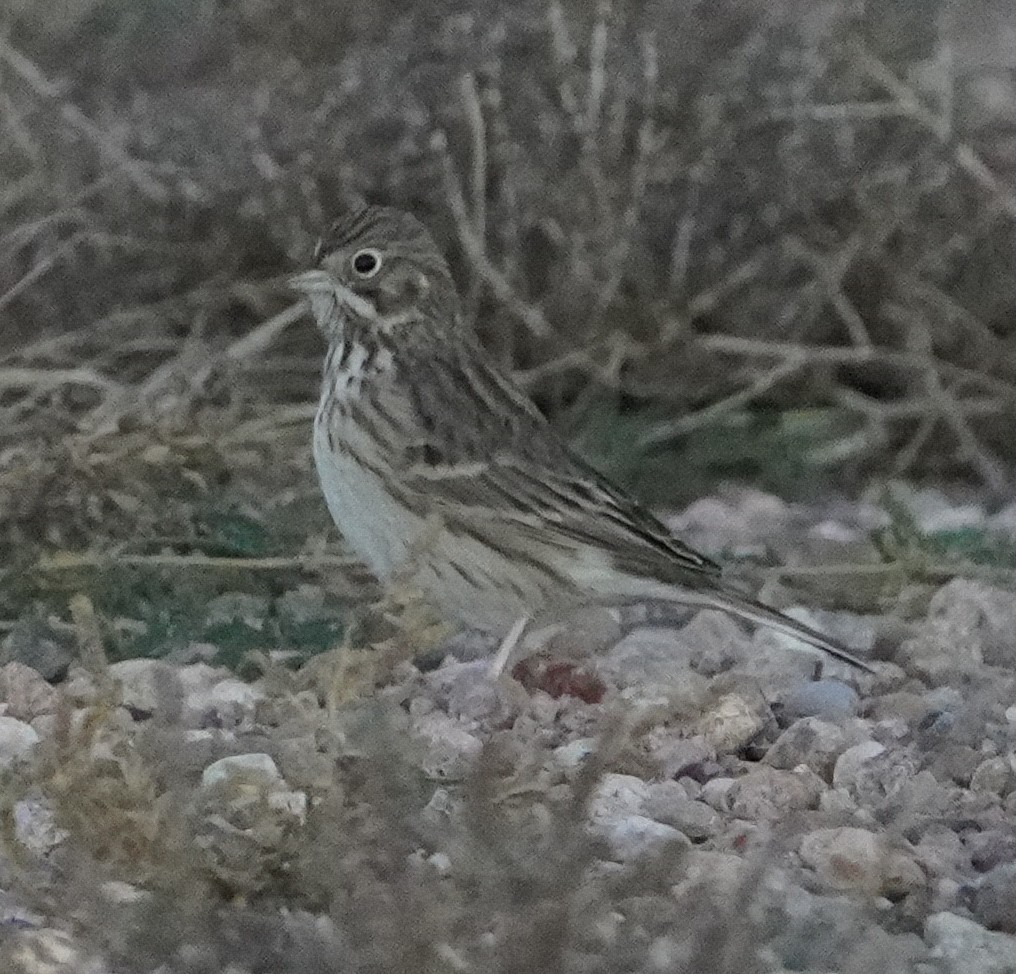 Vesper Sparrow - ML643653852
