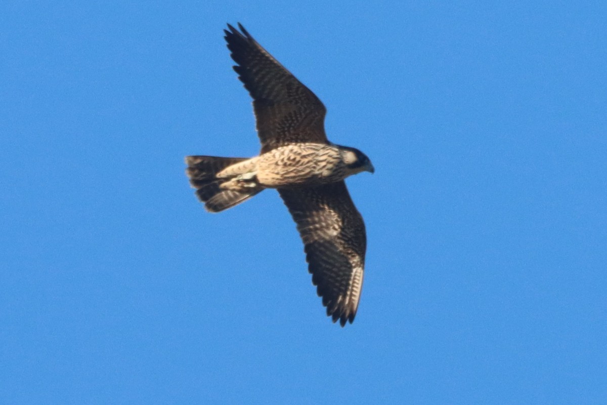 Faucon pèlerin - ML643653867