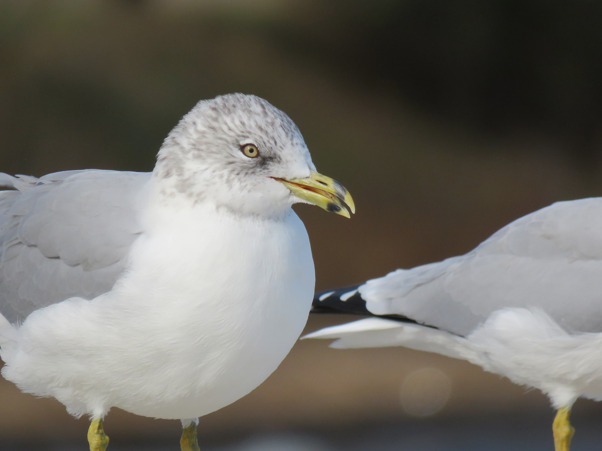 Ring-billed Gull - ML643653874