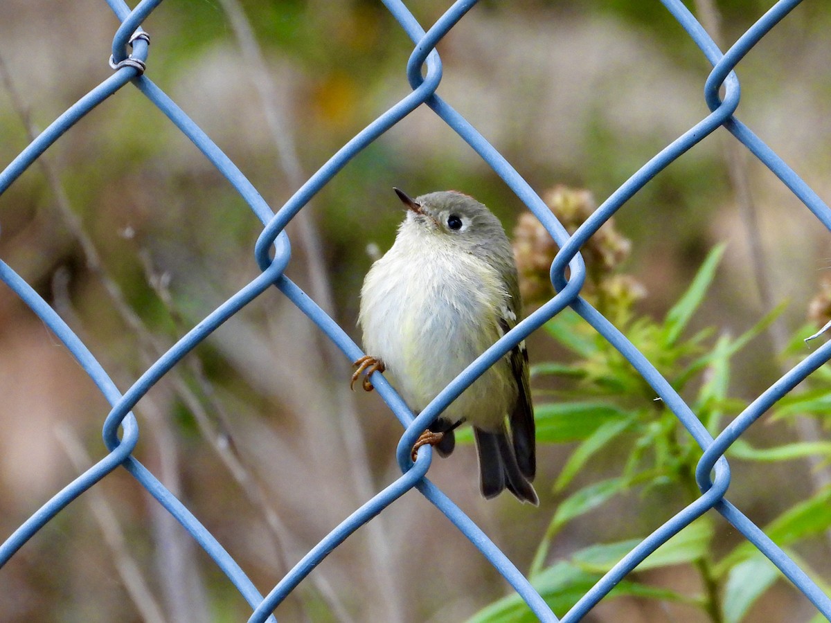 Ruby-crowned Kinglet - ML643653876