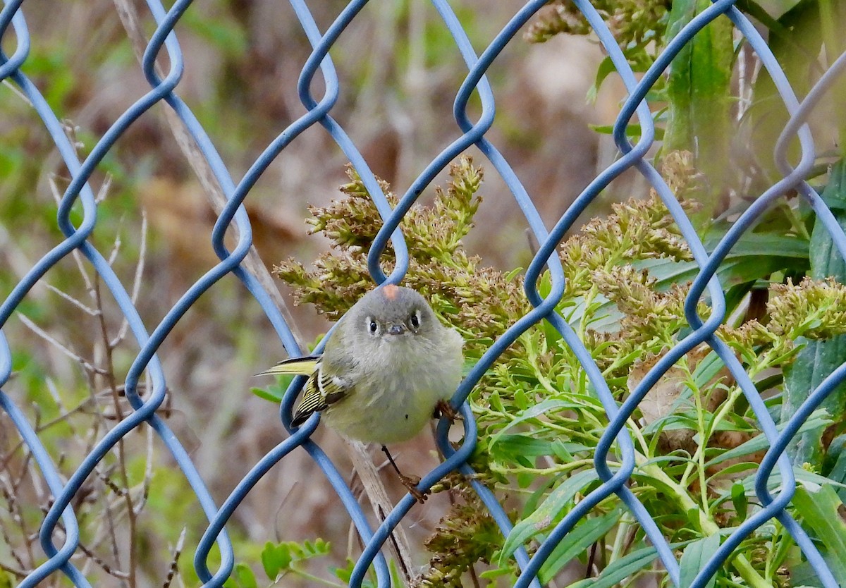 Ruby-crowned Kinglet - ML643653877
