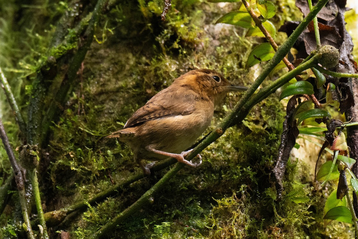 Ochraceous Wren - ML643653906