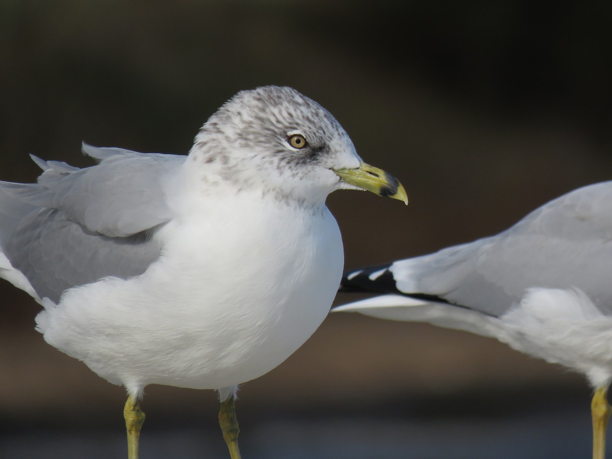Ring-billed Gull - ML643653923