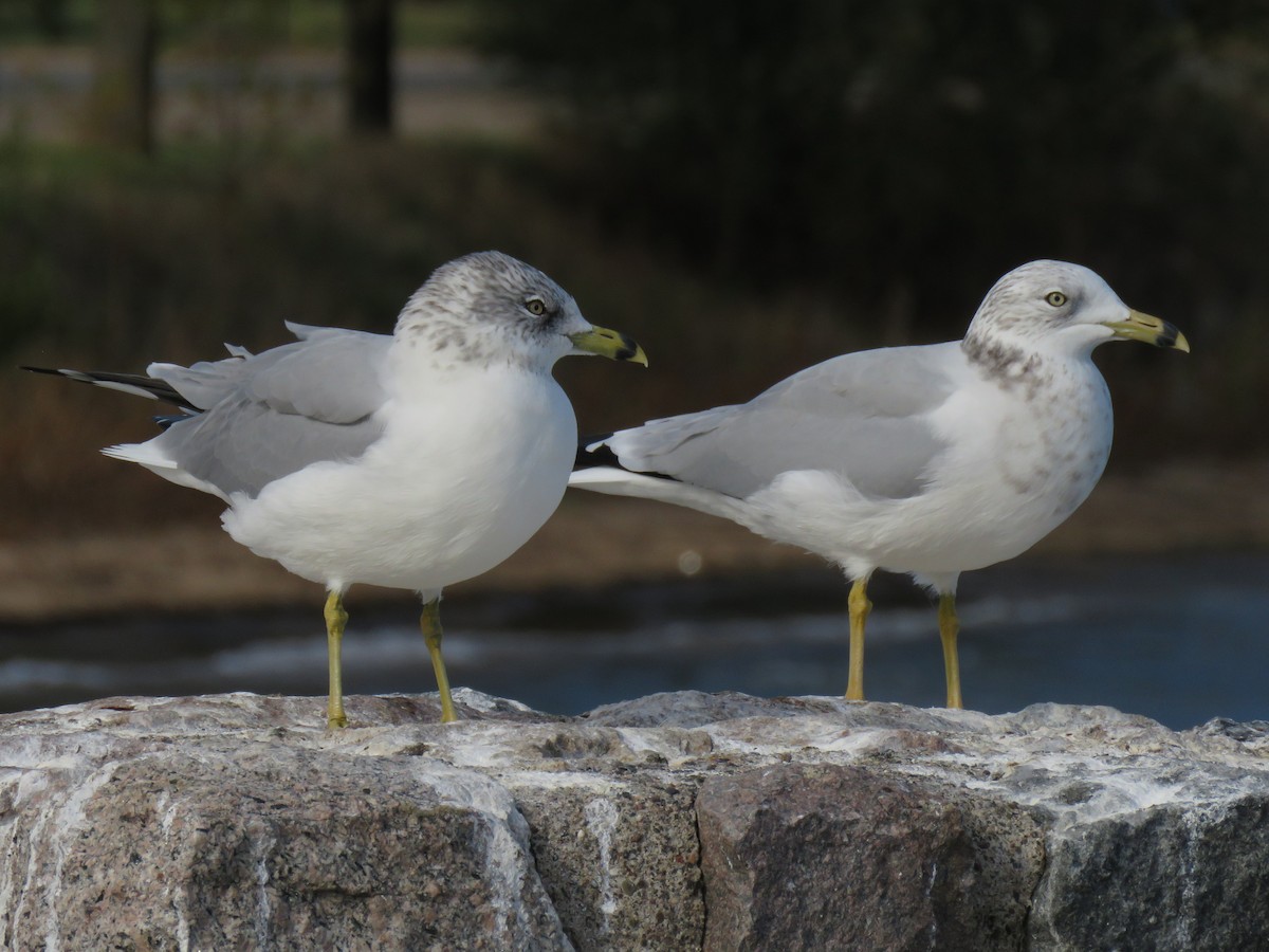 Ring-billed Gull - ML643653928