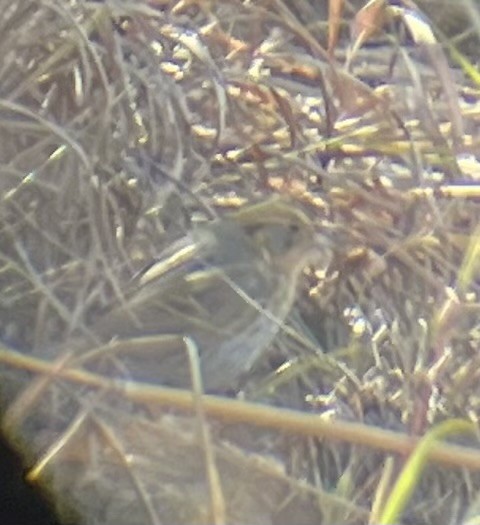 Nelson's Sparrow - ML643653932