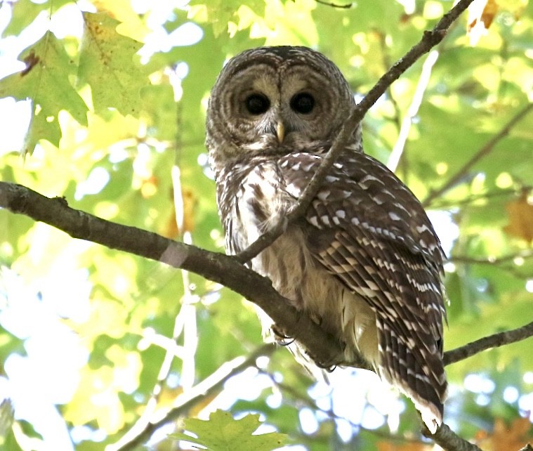 Barred Owl - ML643653933