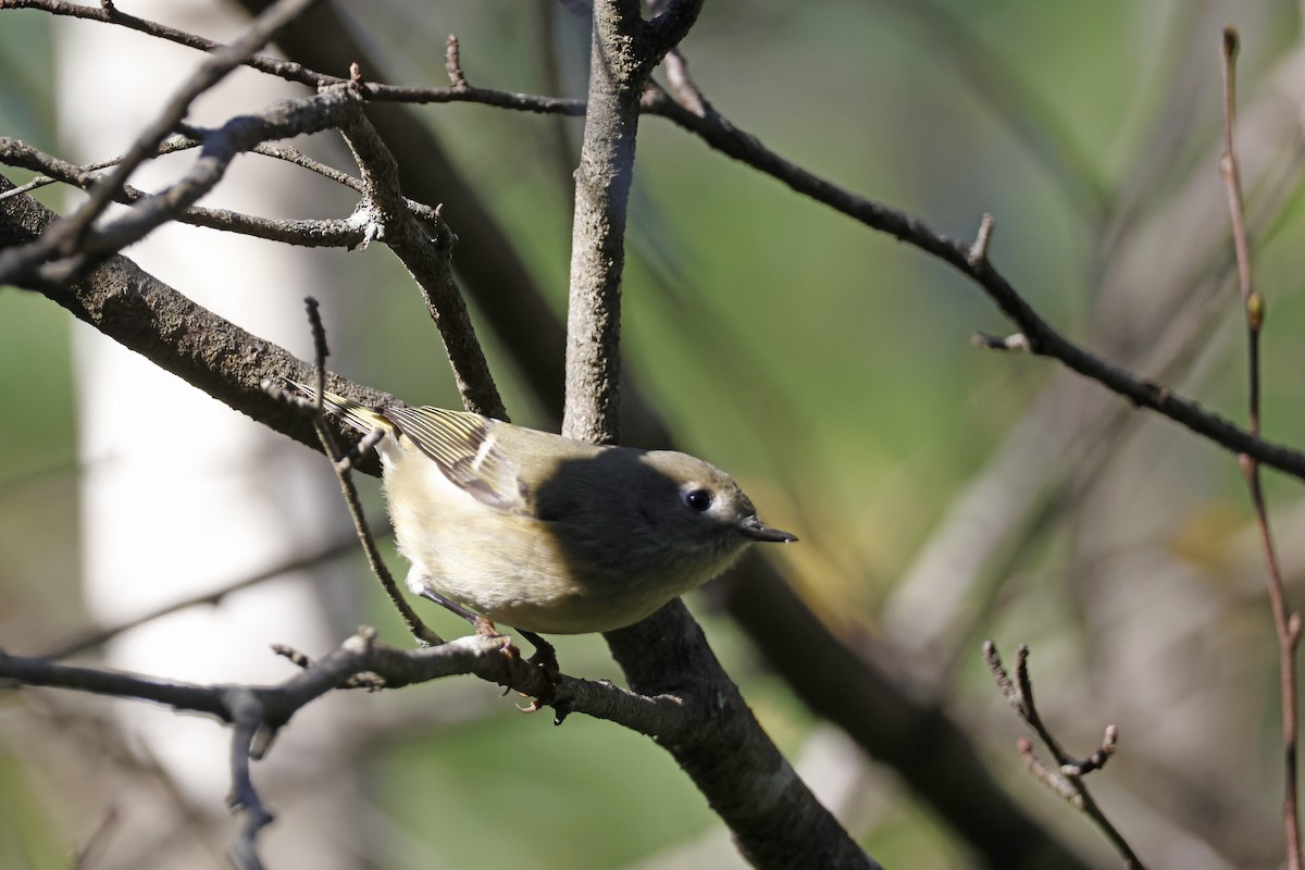 Ruby-crowned Kinglet - ML643653950