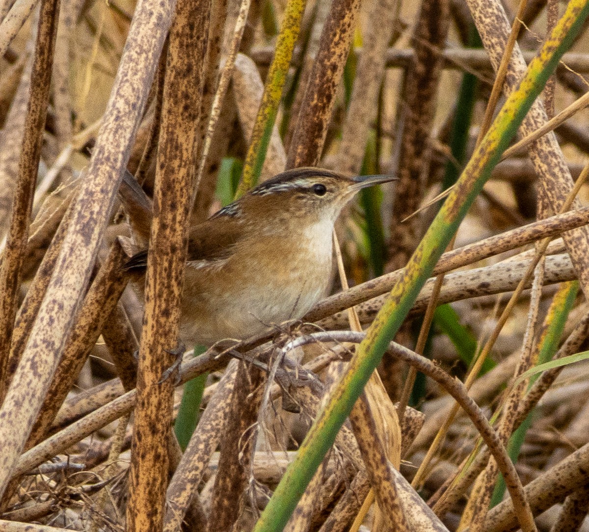 Marsh Wren - ML643653966