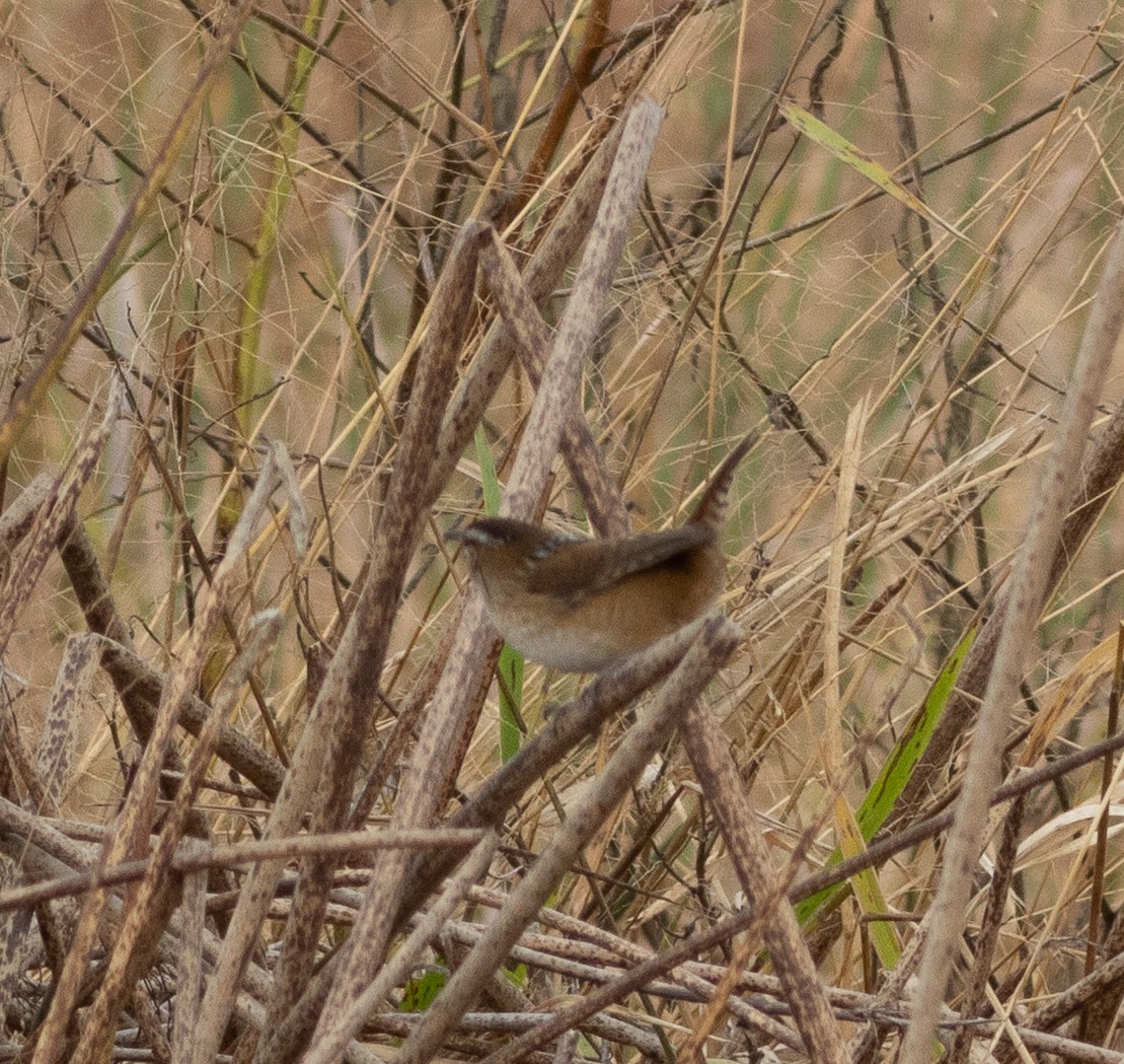 Marsh Wren - ML643653967
