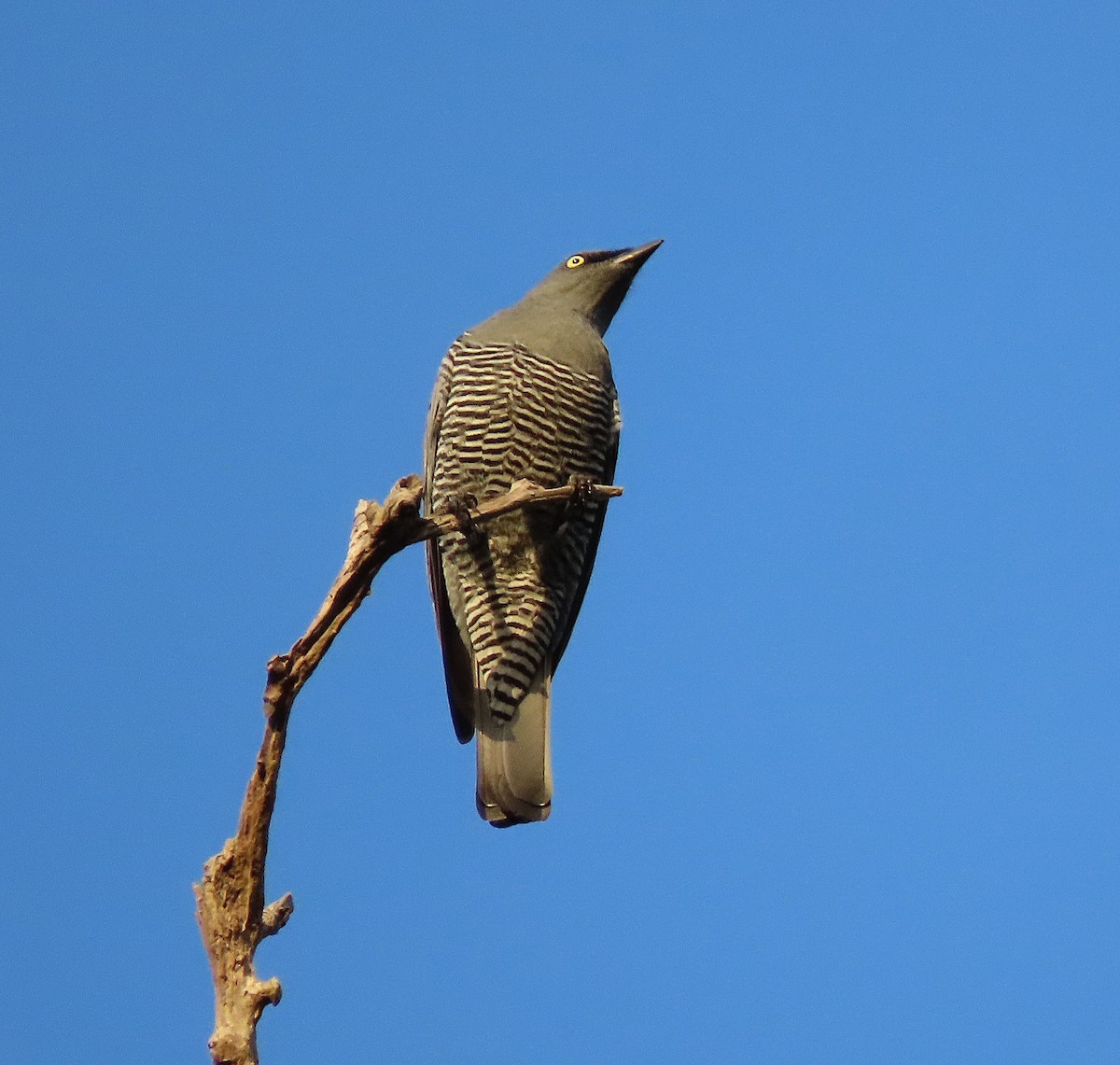 Barred Cuckooshrike - ML643654025