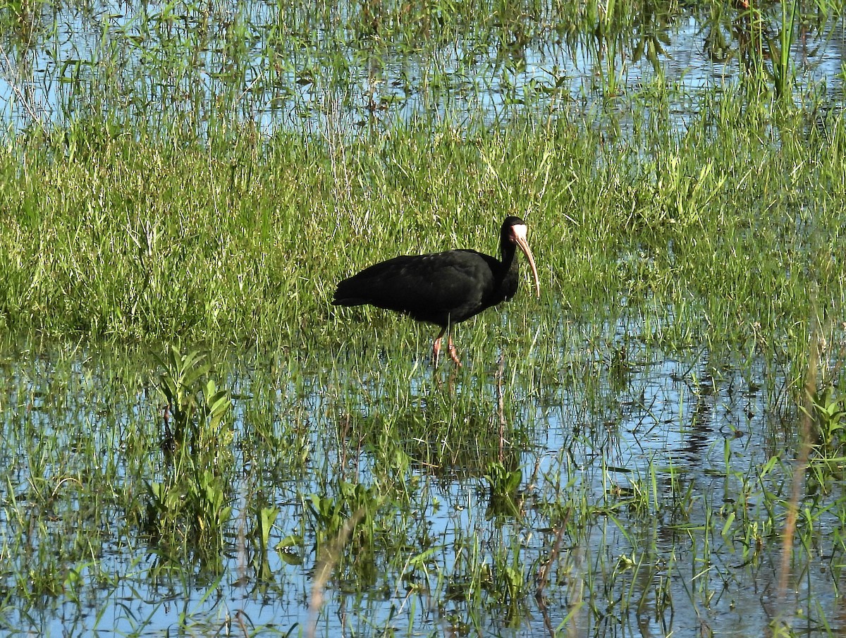 rødmaskeibis - ML643654030