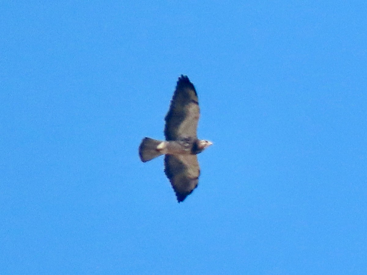 Präriebussard - ML643654037