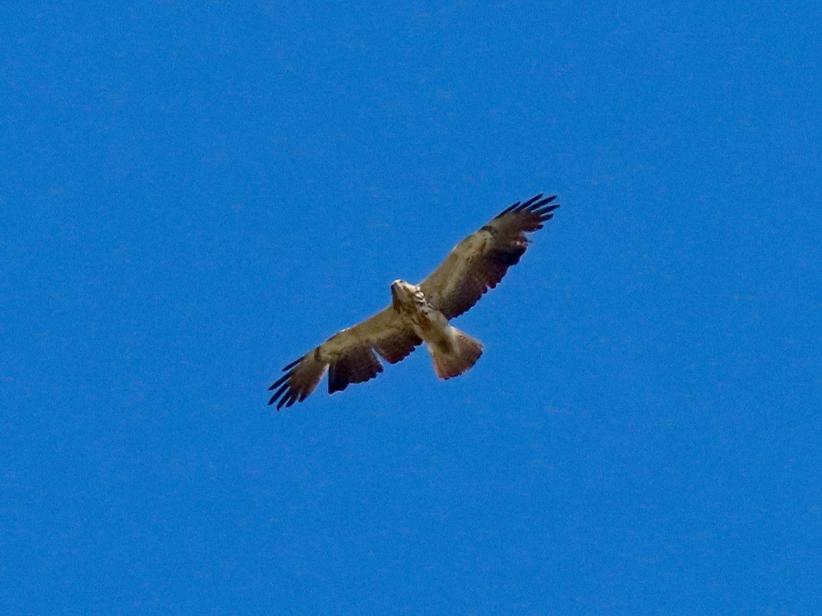 Präriebussard - ML643654039