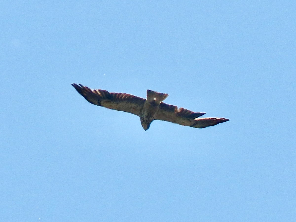 Präriebussard - ML643654042