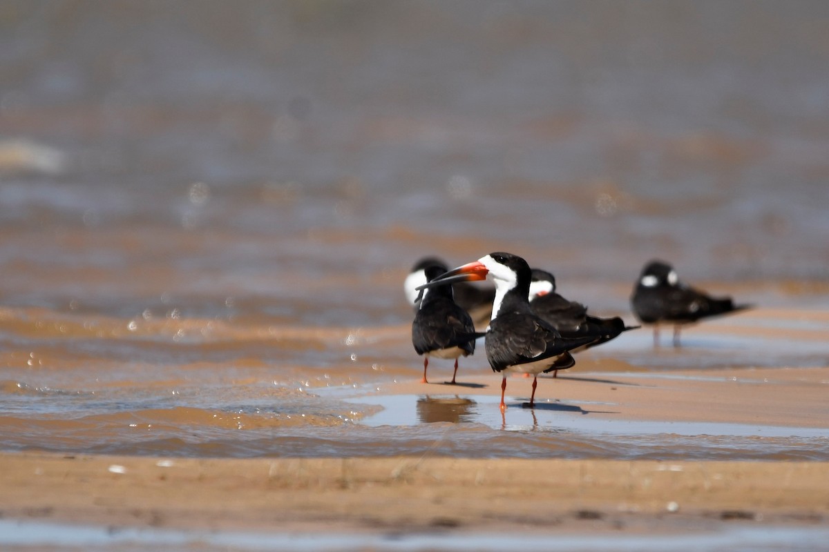 Black Skimmer - ML643654060