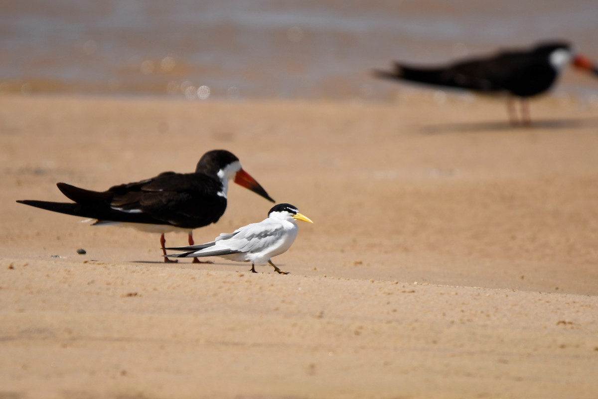 Black Skimmer - ML643654061