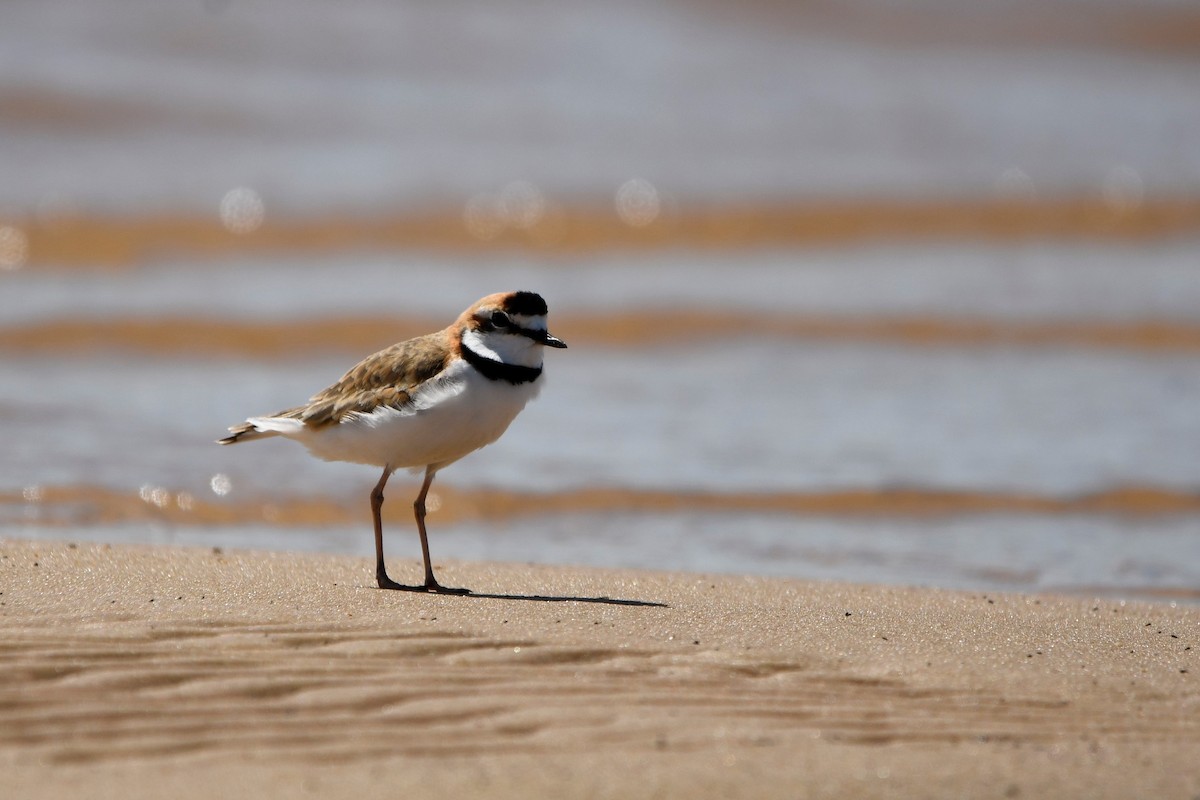 Collared Plover - ML643654076