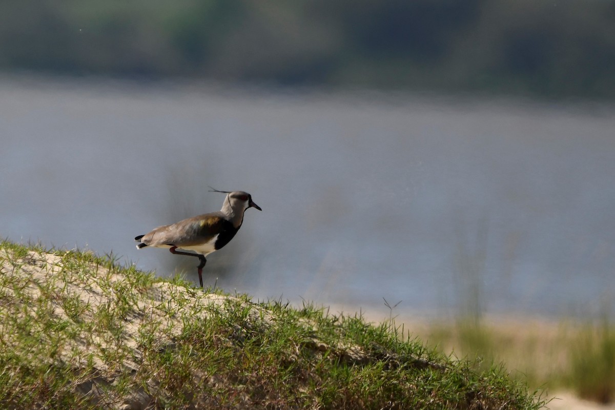 Southern Lapwing - ML643654083