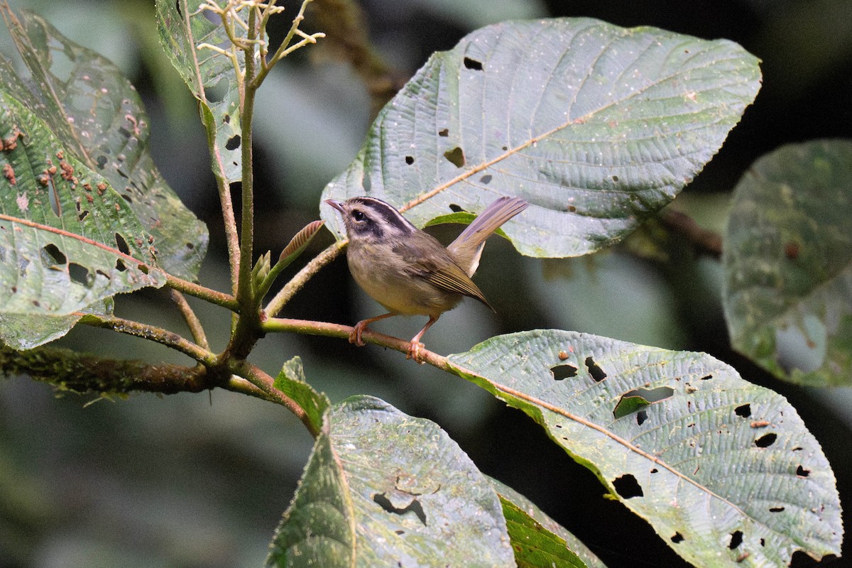 costaricaparula - ML643654092