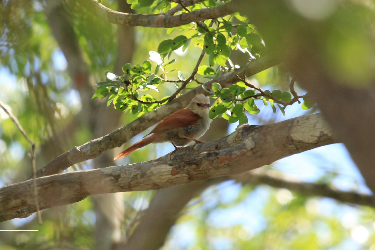 Gray-headed Spinetail - ML643654096