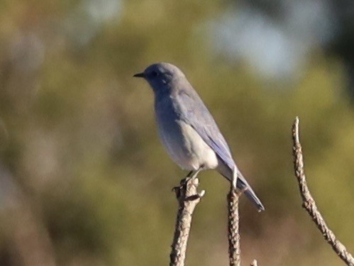 Mountain Bluebird - ML643654103