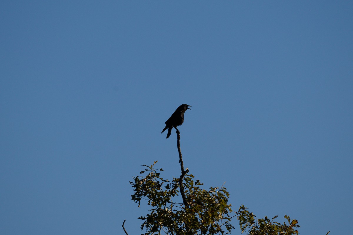 American Crow - ML643654106
